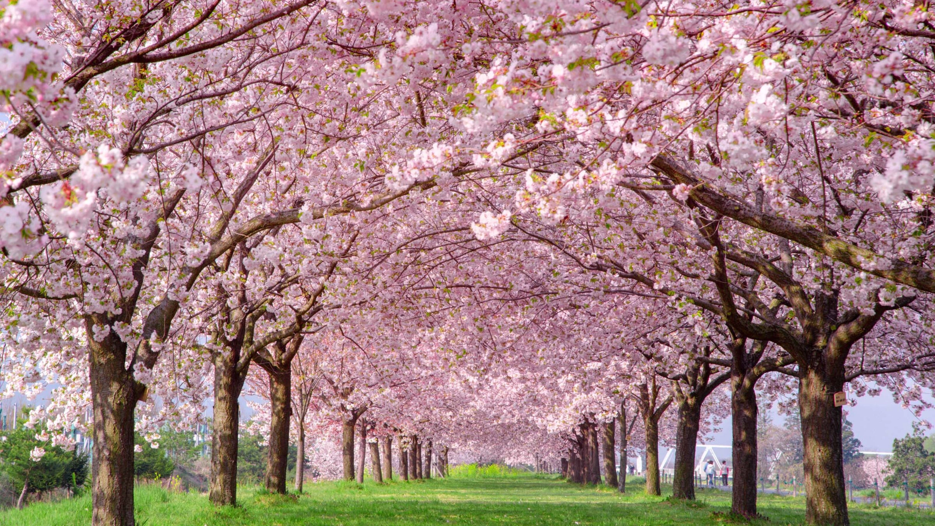 Cherry Blossoms